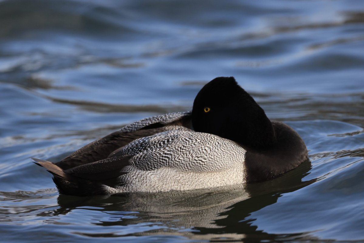 Dr Markas Gilmartin tweet media