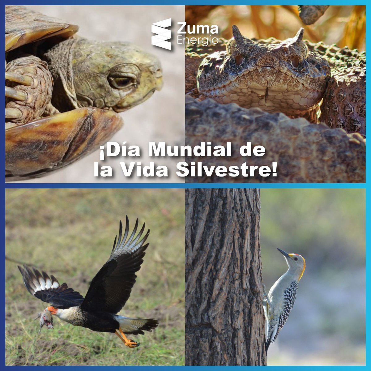 En el Día Mundial de la Vida Silvestre reafirmamos nuestro compromiso con la protección de flora y fauna.

Realizamos monitoreo ambiental, programas de conservación y acciones de restauración para impulsar la energía limpia en armonía con los ecosistemas.