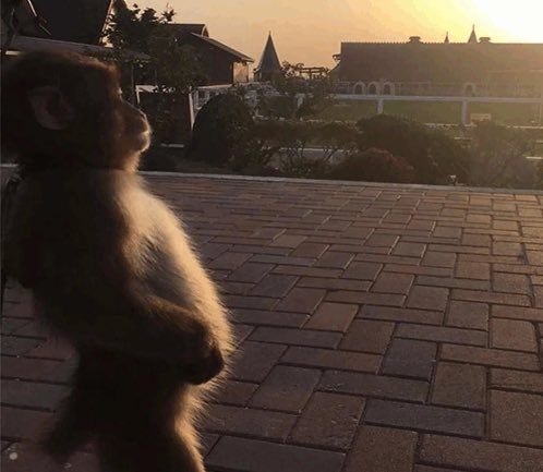 ❔❔❔ tweet media