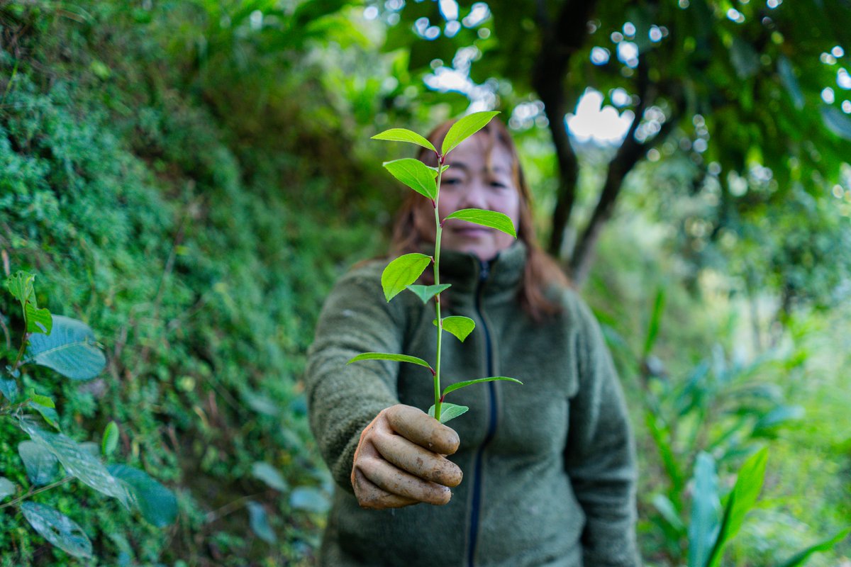 Red Panda Network tweet media