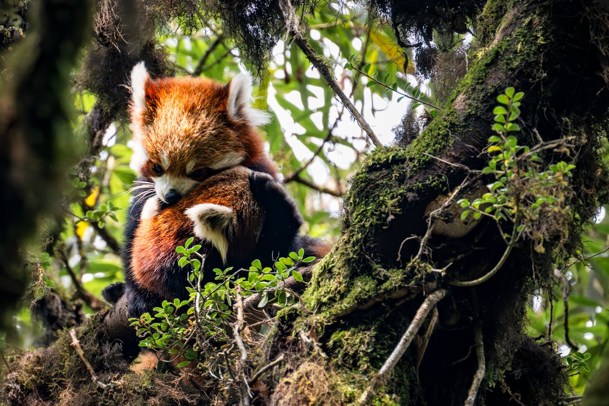 Red Panda Network tweet media