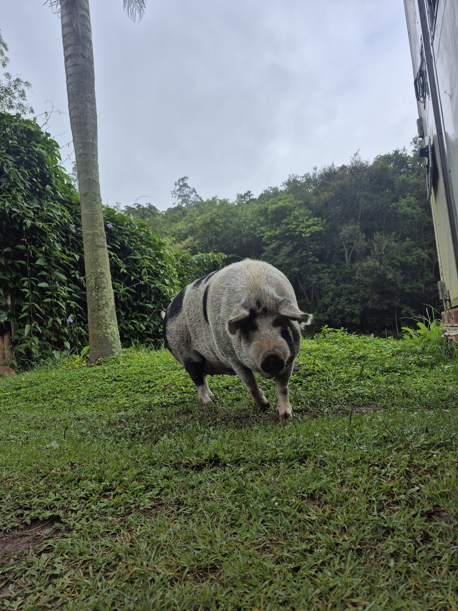 AResgates's tweet photo. Ei, sabe quem é essa menininha? 
A nossa porquinha Amarela!
hoje ela vive no Racho da @doutorapig .
É de graça? Não! Afinal ela é cuidada por umas das melhores especialista em suínos. Lá ela tem contato com outro porquinhos, tem uma rotina que favorece o seu bem-estar.

#resgate https://t.co/BAjCX9Tm4J