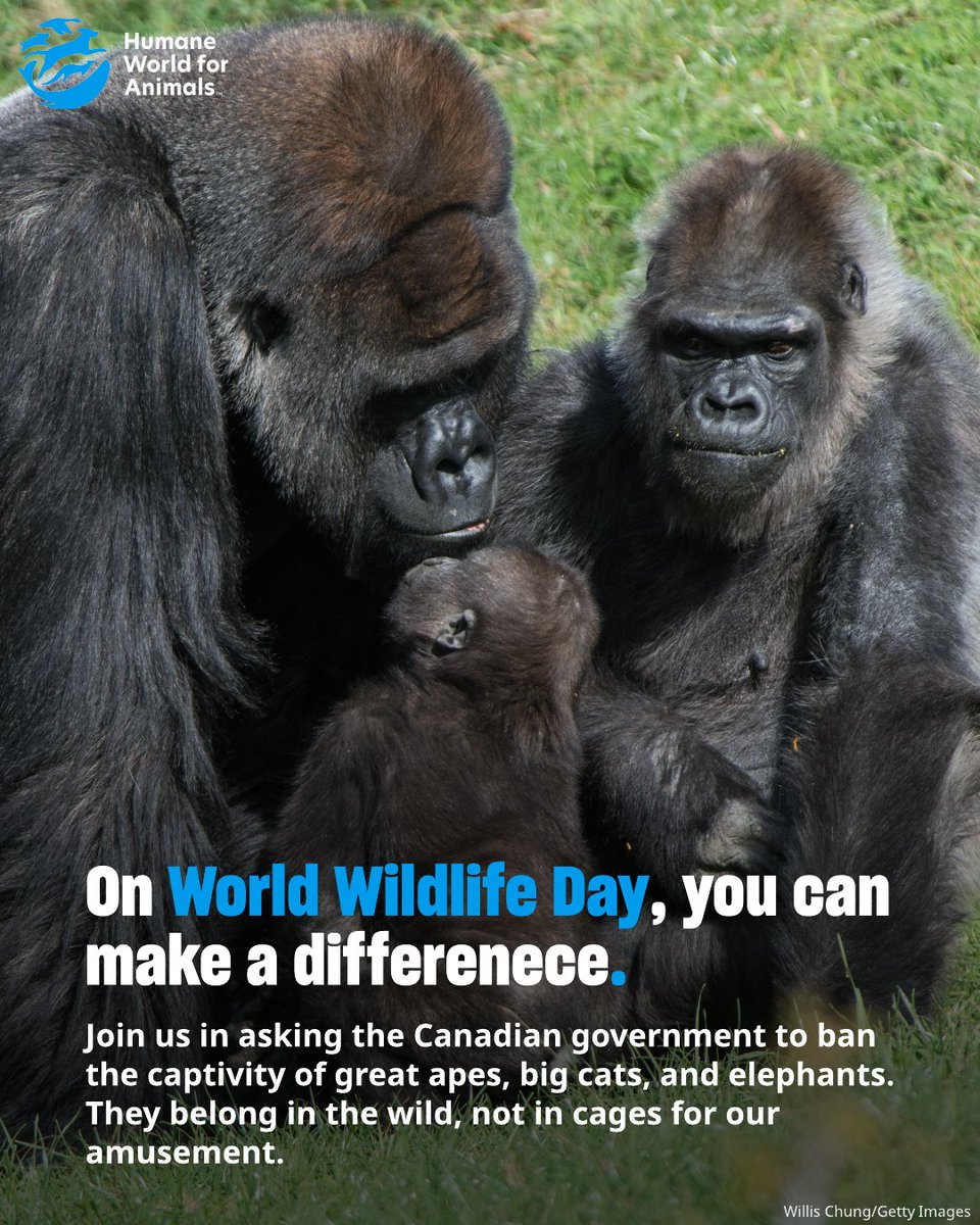 Humane World for Animals Canada tweet media