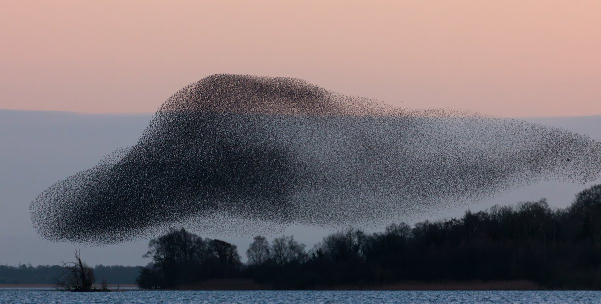 James Crombie tweet media