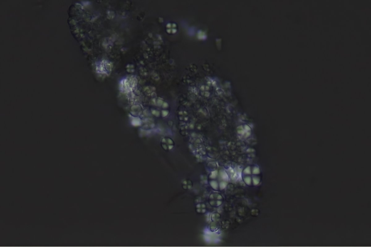 Jay R. Seltzer tweet media