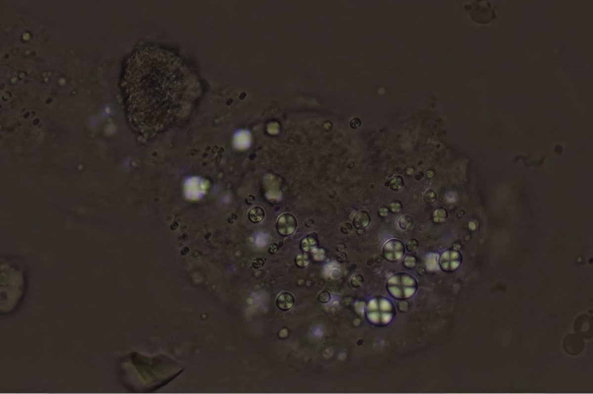 Jay R. Seltzer tweet media