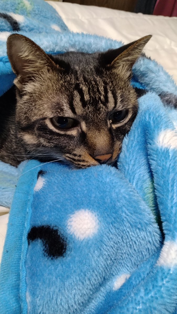 めー(にゃお)🐈 (@wader4123) / Posts / X