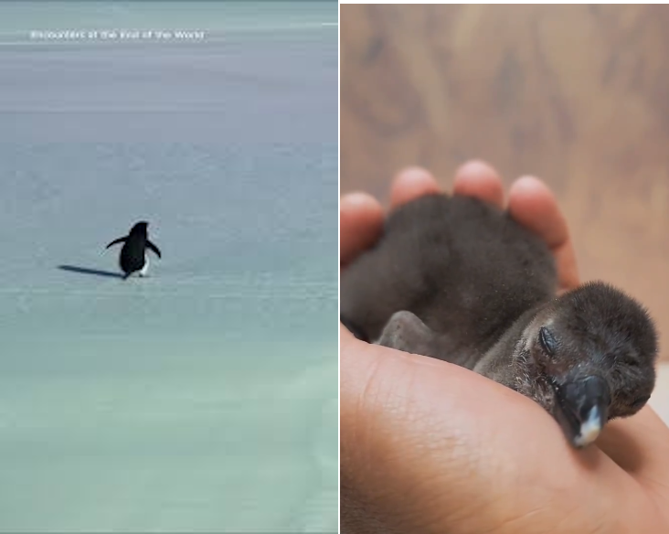 inside you are two penguins