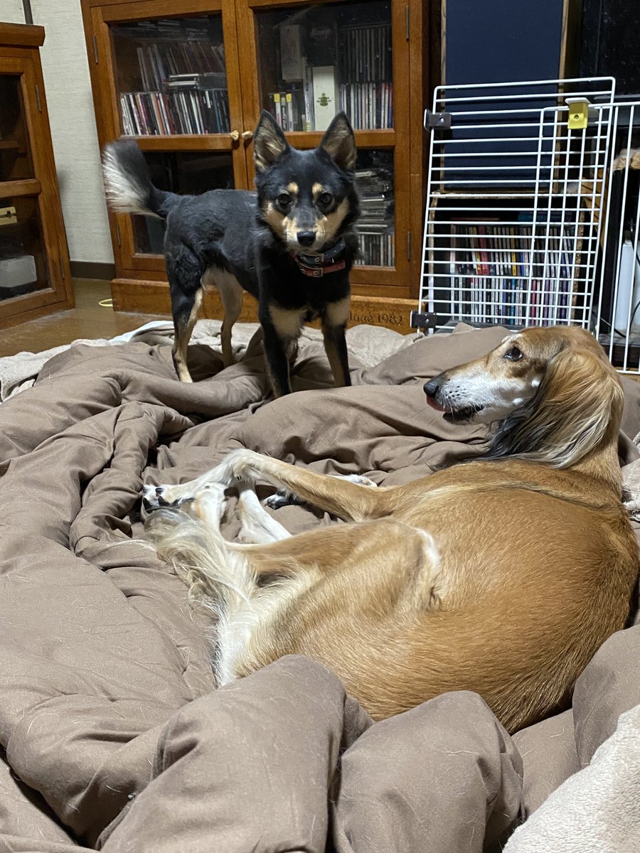 おはようございます。微妙に雨降ってます☔取り敢えずトイレ散歩だけは行ってきました。

今朝のモナエマアズ。
