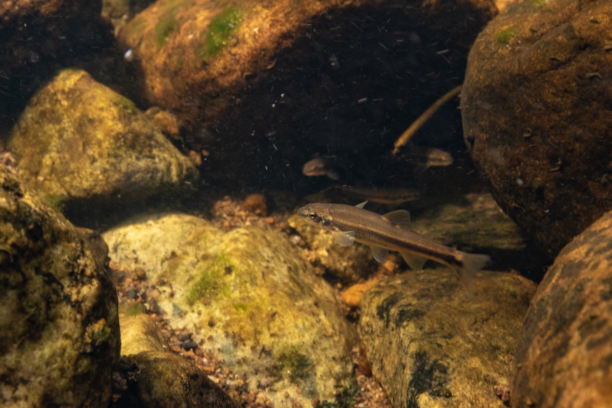 Ausable Freshwater Center tweet media