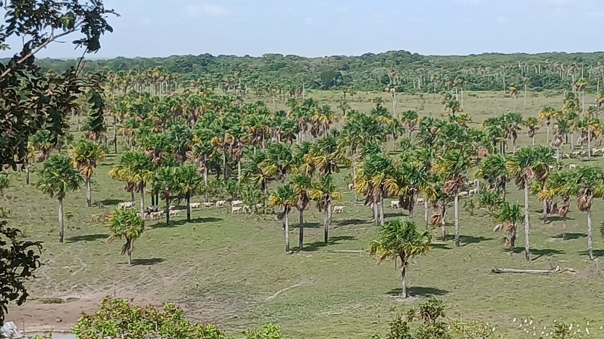 La Primavera Pasion Ganadera tweet media