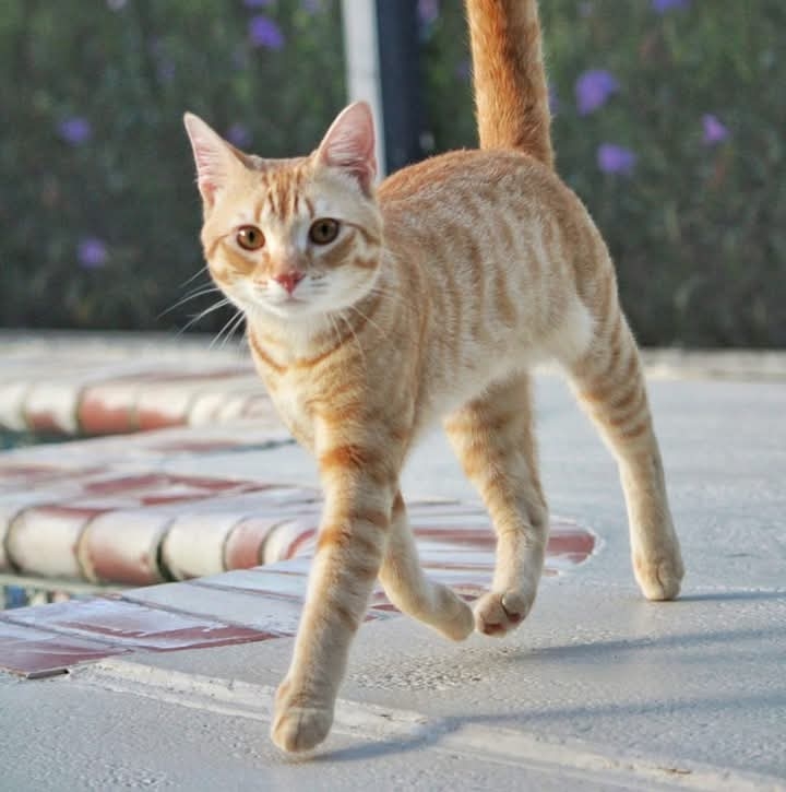 🌲BirchVT🐾 tweet media