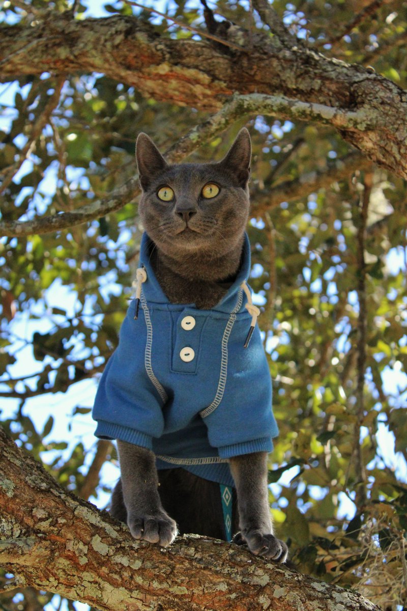 🌲BirchVT🐾 tweet media