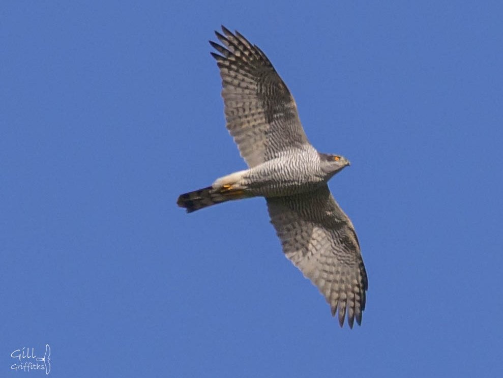 Gill Griffiths tweet media