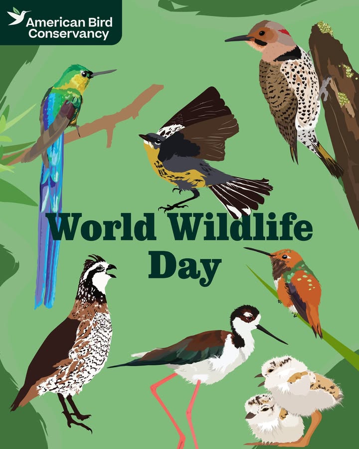 American Bird Conservancy tweet media