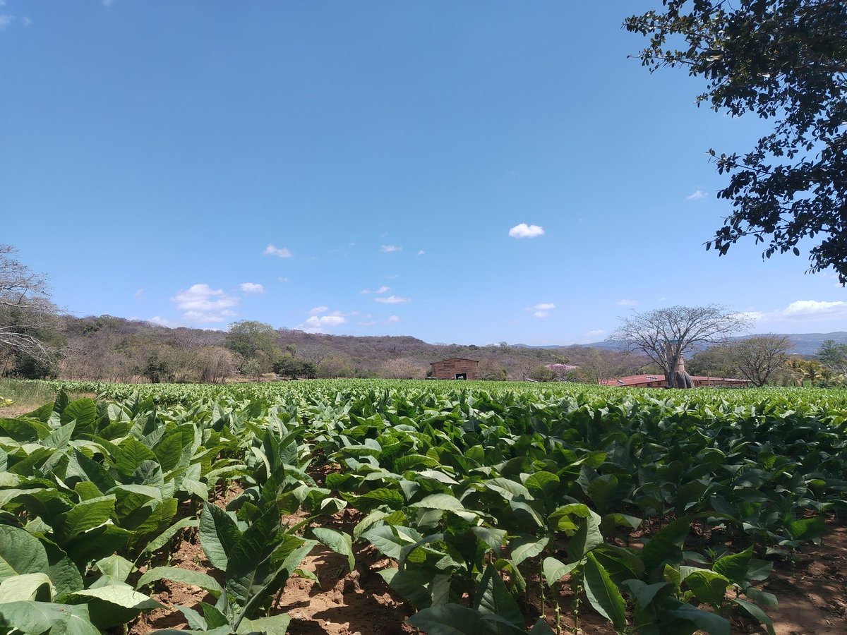 InturEsteli's tweet photo. Tomas postuor al Festival Internacional del Tabaco en fábricas y negocios vinculados al turismo y tabaco en Estelí https://t.co/w6kgwtW9qS