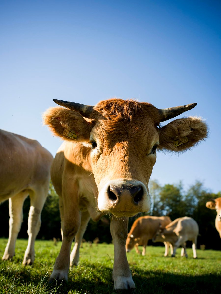 AustrianwineUSA's tweet image. Meet the animals of the vineyard! Cows🐄, sheep🐏, horses🐎, pigs🐖, bugs🐝, and many more animals keep the vineyards happy and healthy🌱.

#AustrianWine

*Supported by the European Union*