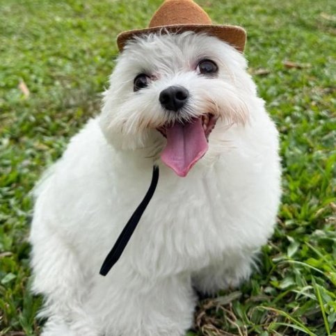 🩸Lorax X 🎭 🎨COMMS OPEN (2/5) 土 tweet media