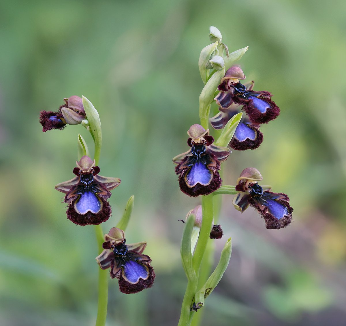 Matt Berry tweet media