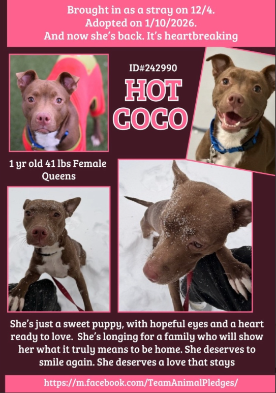 NMBewitched's tweet photo. Hot Cocoa🥰💔
#NewDogontheBlock
https://t.co/le8ZUblqnm
#AdoptMe
#AdoptionReturn
Because the #USA rents dogs or at least #NYC does
This #PuppyLove wants stability
Someone to give her security, a safe & loving home
Help her blossom into the bestest companion
Why are we letting so many #Puppies down?