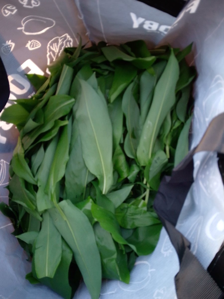 Maître Moni 🐇🇨🇭 😺 Heidi von der Bärlauch-Alm. tweet media