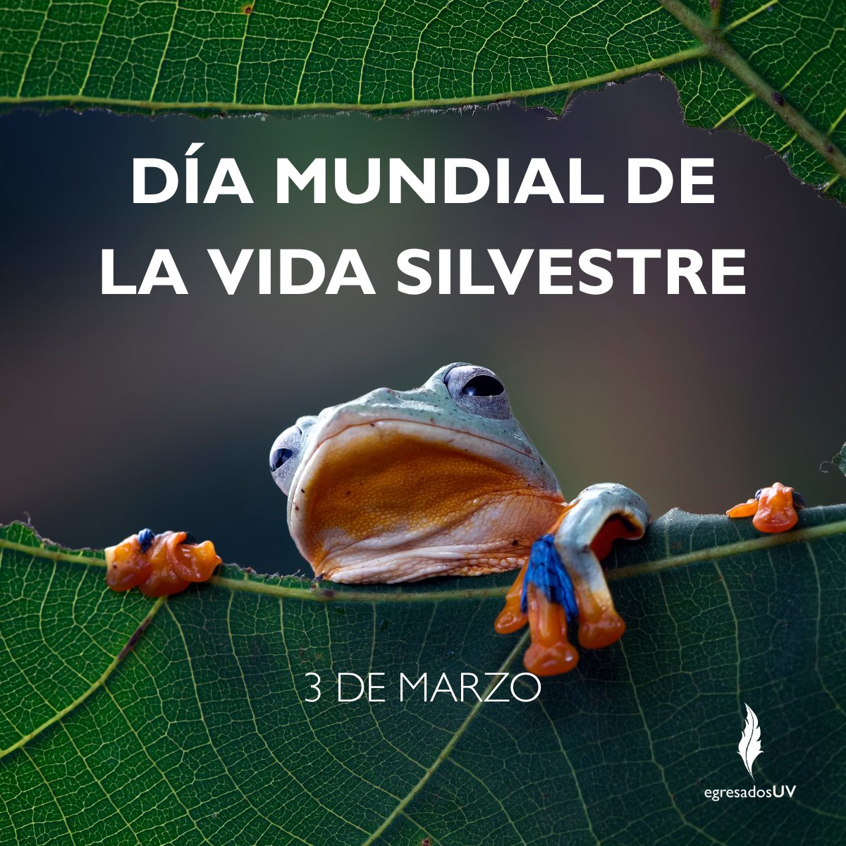 💚💙#EgresadoUV hoy conmemoramos el Día Mundial de la Vida Silvestre🌎
Una fecha para reflexionar sobre la importancia de proteger la biodiversidad y conservar los ecosistemas que sostienen la vida en nuestro planeta. Cuidar la fauna y la flora es también cuidar nuestro futuro🌿