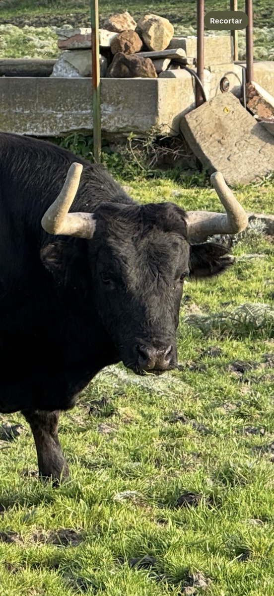 Carlos Núñez tweet media