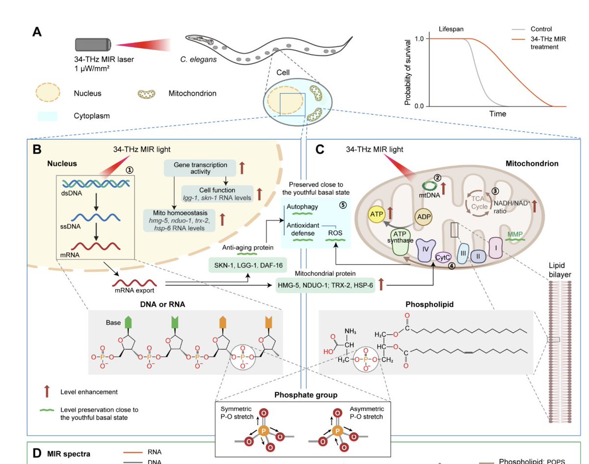 Mid-infrared light produces anti-ageing effects through resonant absorption by living organisms🪱

biorxiv.org/content/10.648…
