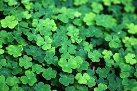 Cole Manor Elementary School tweet media