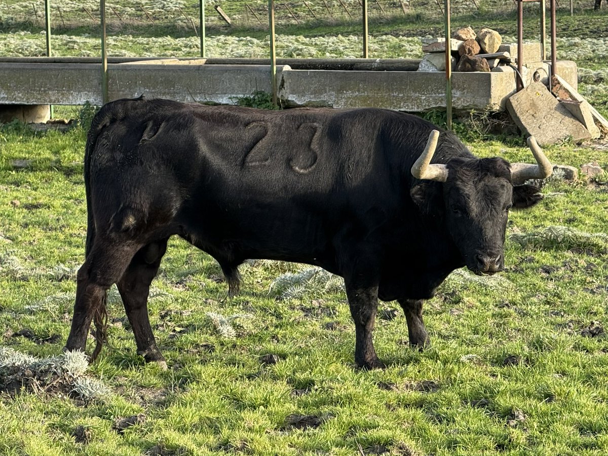 Carlos Núñez tweet media