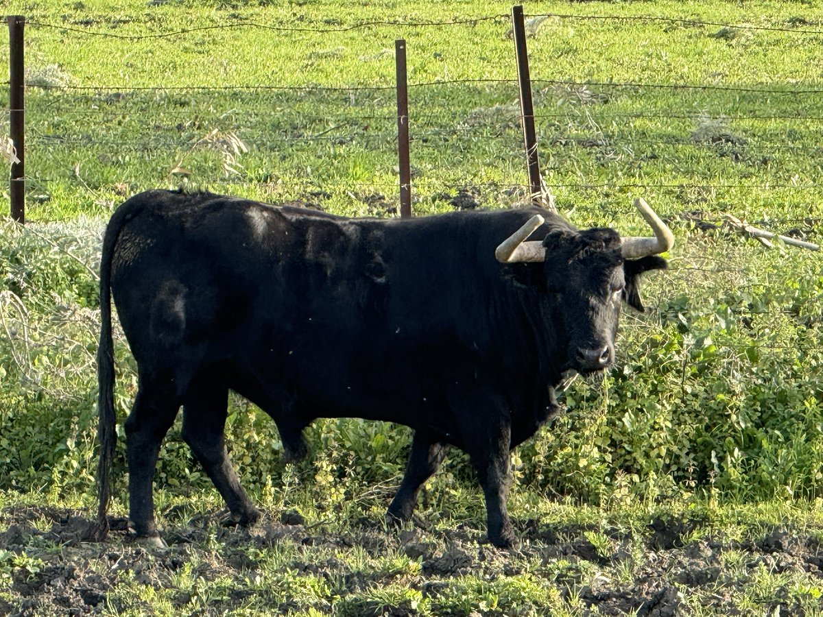 Carlos Núñez tweet media