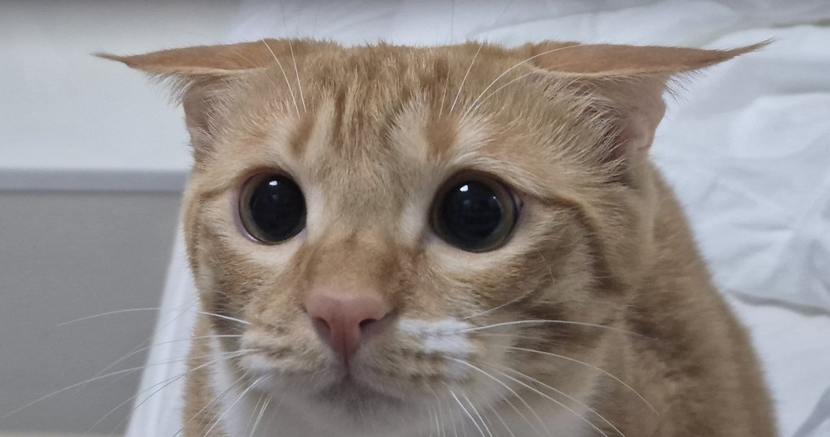 치치코코땡🚂 tweet media