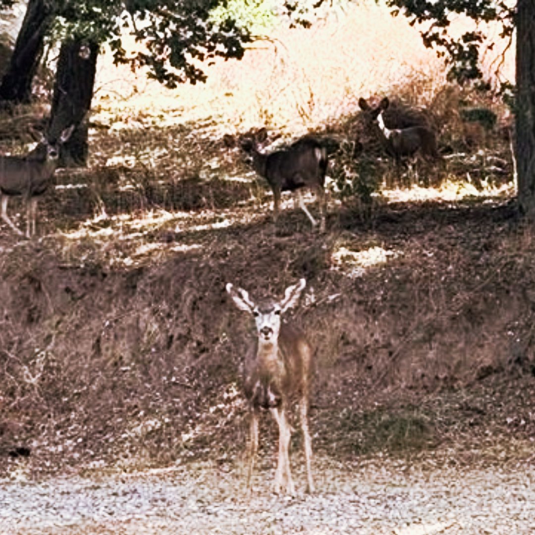 CaliforniaDTSC's tweet photo. #DTSC is committed to protecting people & the environment from toxic harm.
So when we oversee cleanups of polluted land like the former #SantaSusanaFieldLab site in Simi Valley, we’re careful to protect the habitats that local wildlife call home.
Happy #WorldHabitatDay! https://t.co/J13hXCCsW4