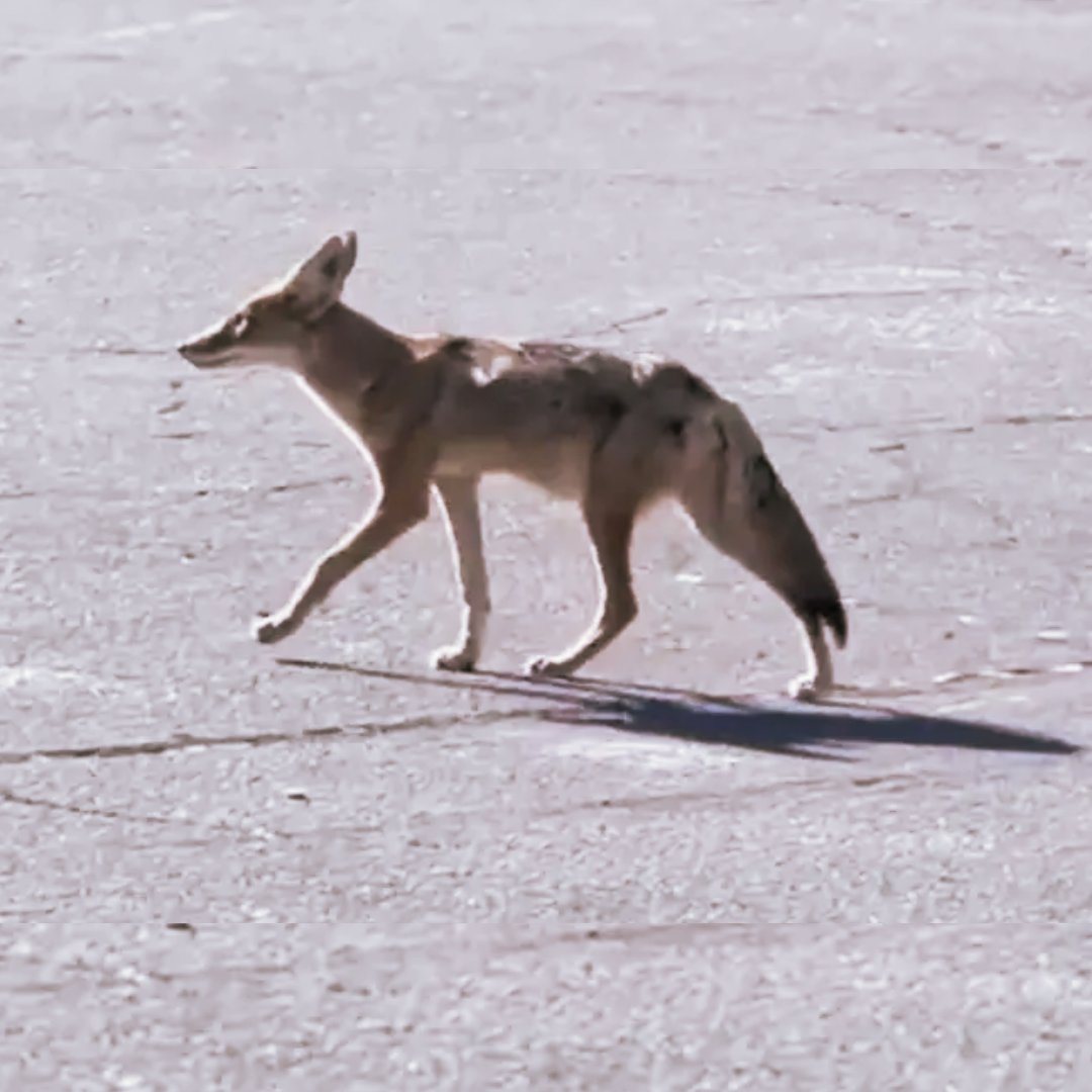 CaliforniaDTSC's tweet photo. #DTSC is committed to protecting people & the environment from toxic harm.
So when we oversee cleanups of polluted land like the former #SantaSusanaFieldLab site in Simi Valley, we’re careful to protect the habitats that local wildlife call home.
Happy #WorldHabitatDay! https://t.co/J13hXCCsW4