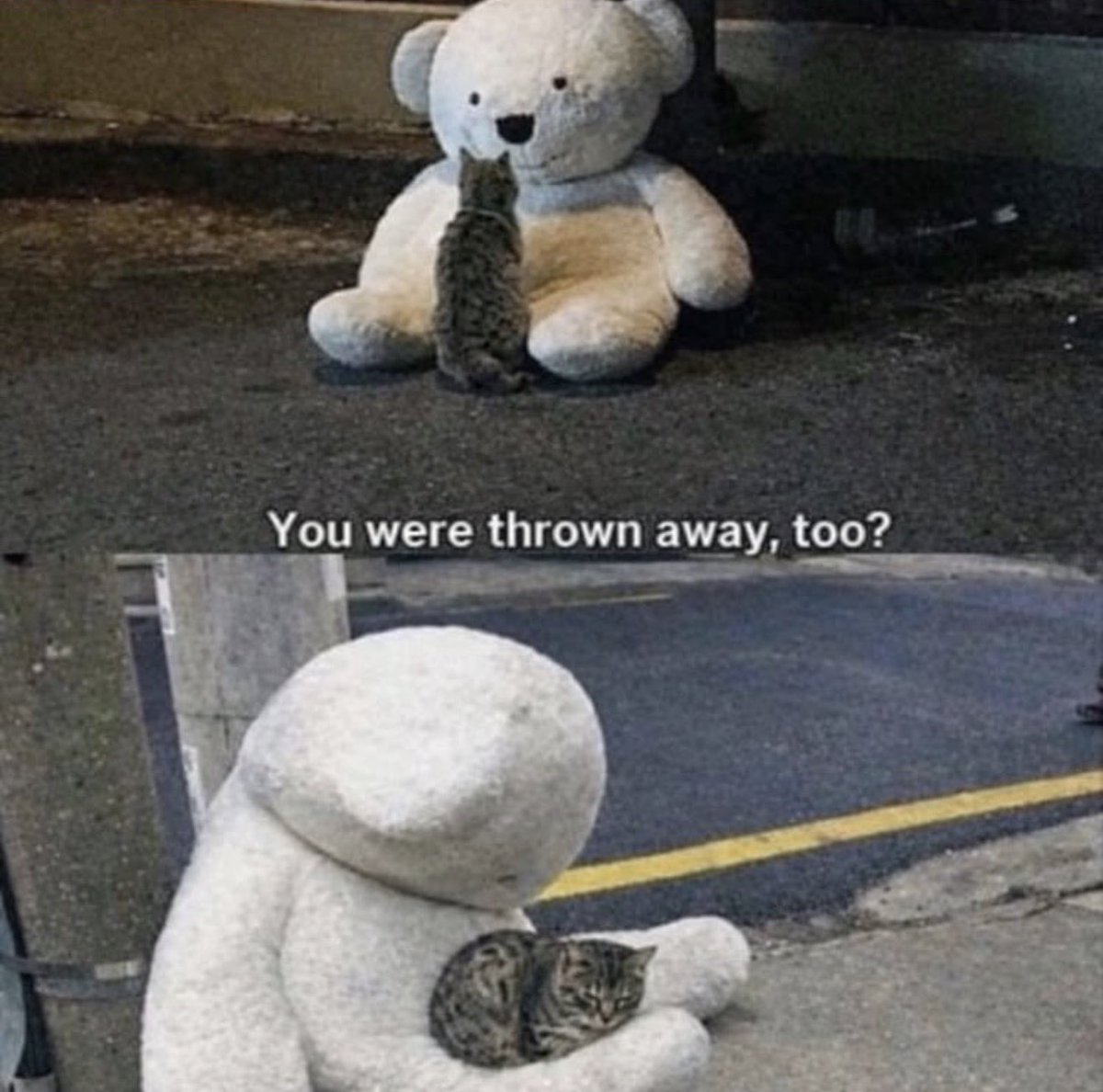 cats with powerful impression 🐾 tweet media