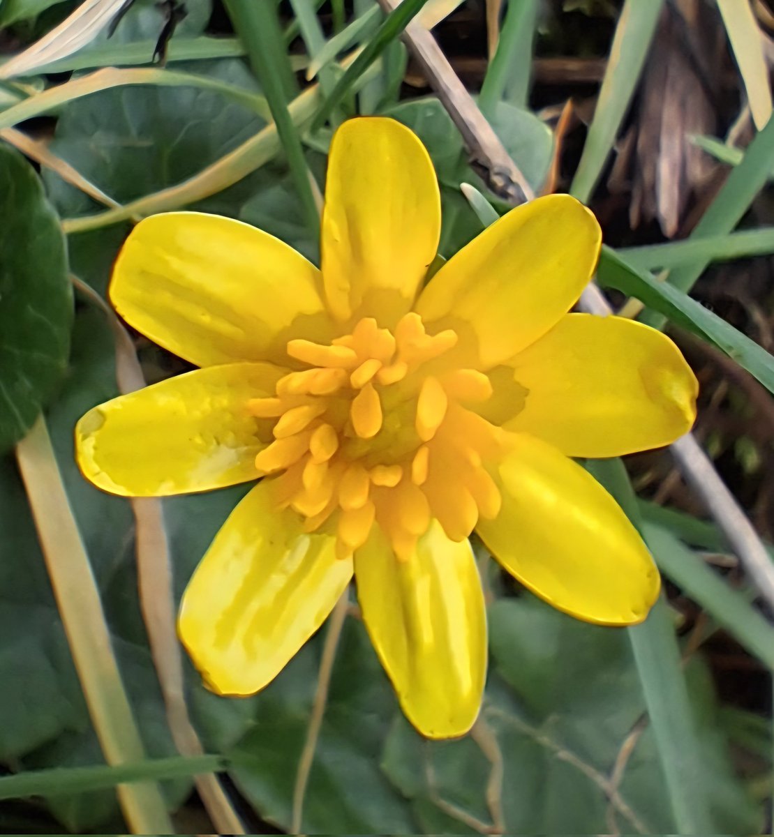 CarolineAshurst's tweet photo. Beautiful Lesser Celandine 
#Wildflowers
#TwitterNatureCommunity https://t.co/X7sFoKFnT4