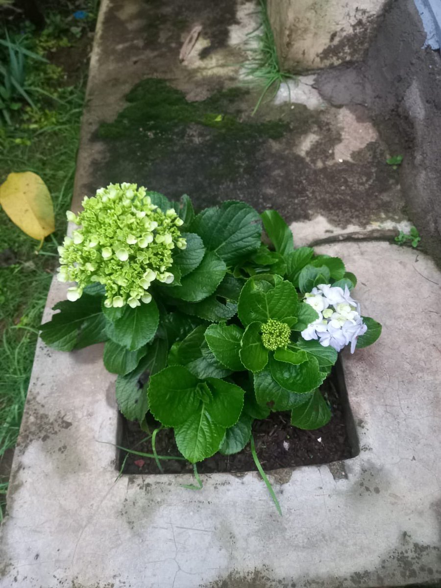 Miss Understood tweet media