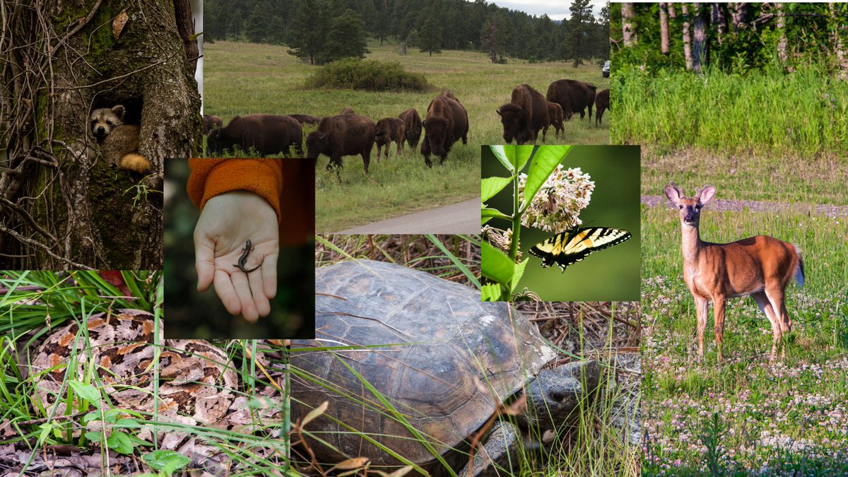 State Foresters tweet media