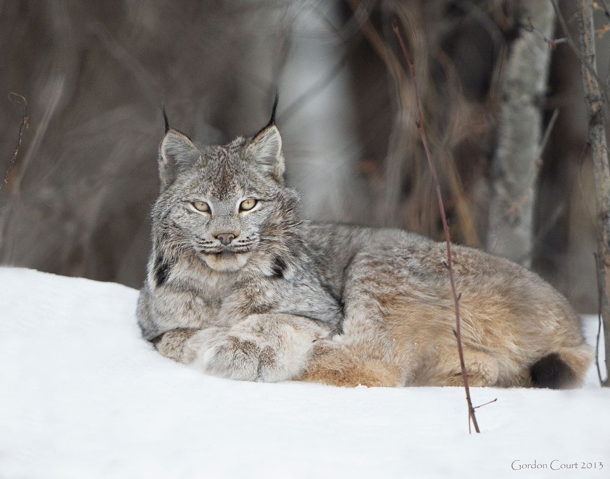 AB_Enviro's tweet photo. Today is World Wildlife Day. Alberta is home to incredible wildlife and the lands and waters they depend on. 

We work every day to protect our province’s species and habitats so nature can thrive now and for future generations. 

📷: Gordon Court https://t.co/0AtWVIOGhZ