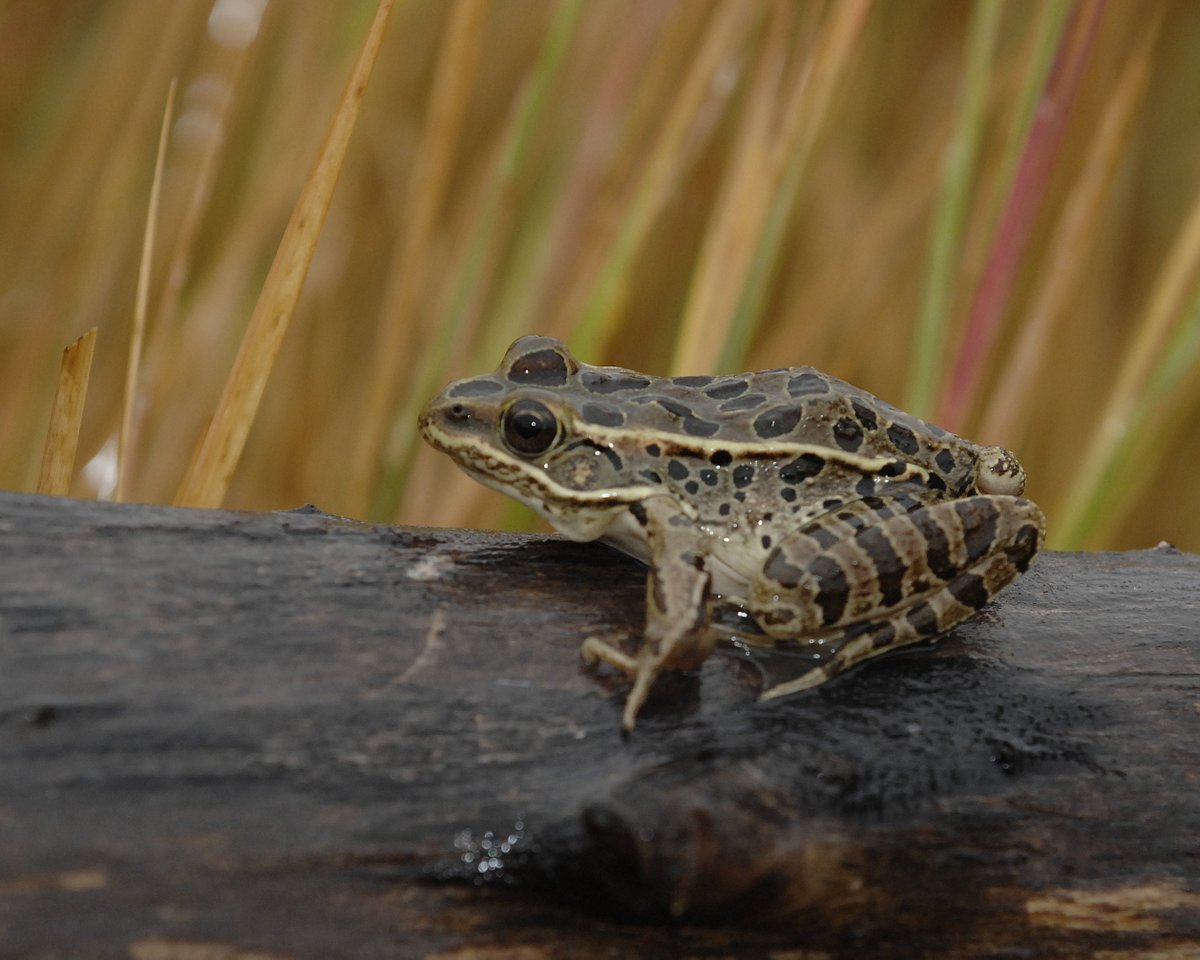 AB_Enviro's tweet photo. Today is World Wildlife Day. Alberta is home to incredible wildlife and the lands and waters they depend on. 

We work every day to protect our province’s species and habitats so nature can thrive now and for future generations. 

📷: Gordon Court https://t.co/0AtWVIOGhZ