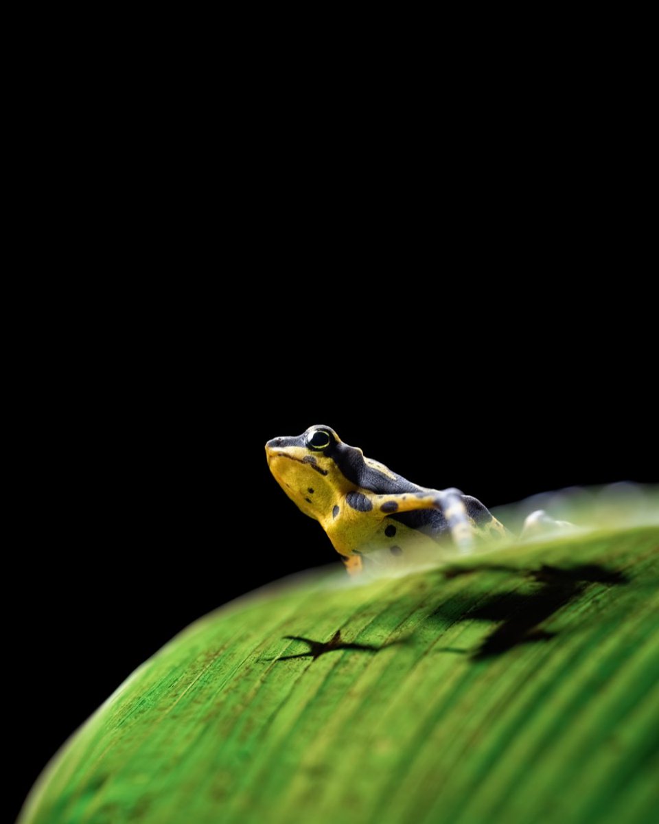 NikonUSA tweet media