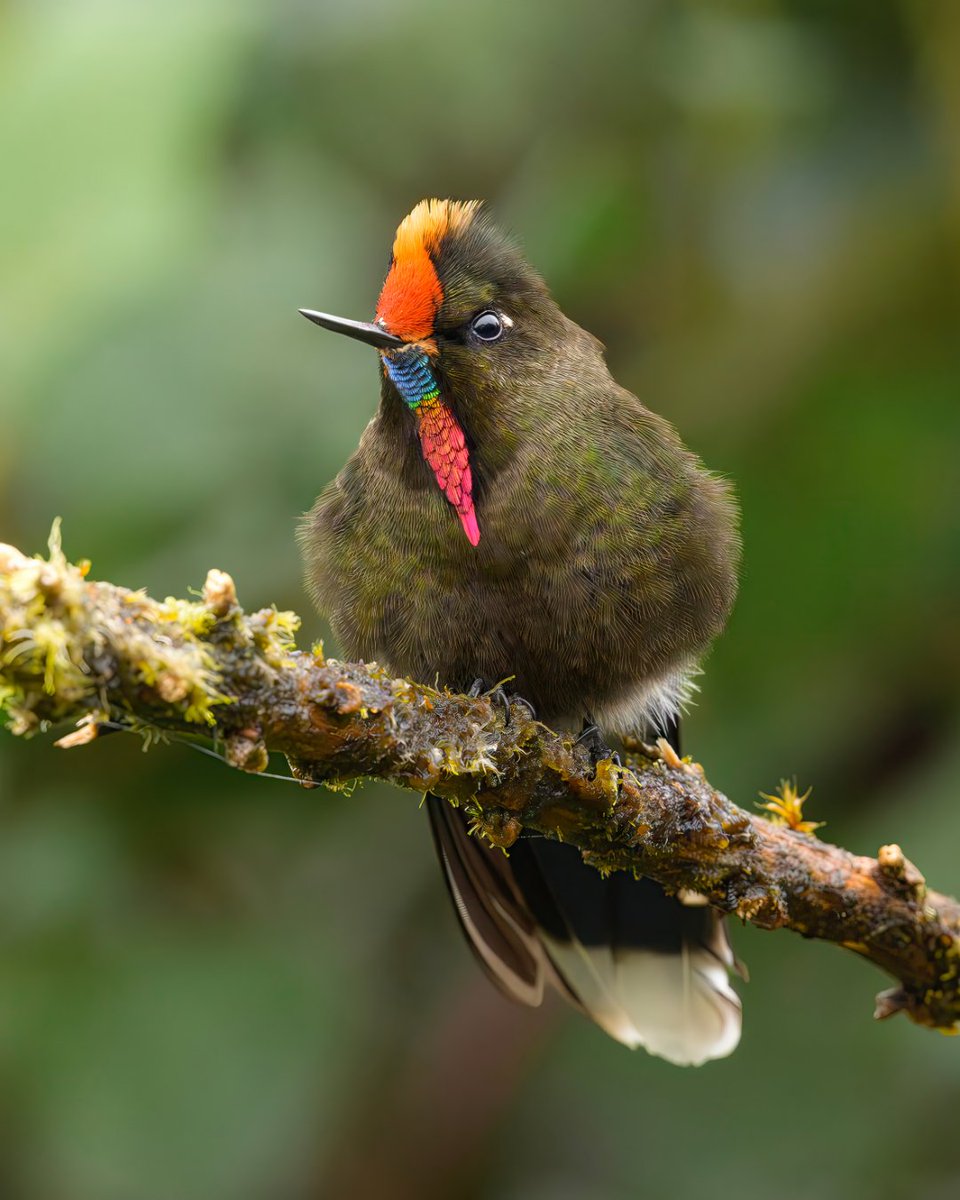 NikonUSA tweet media