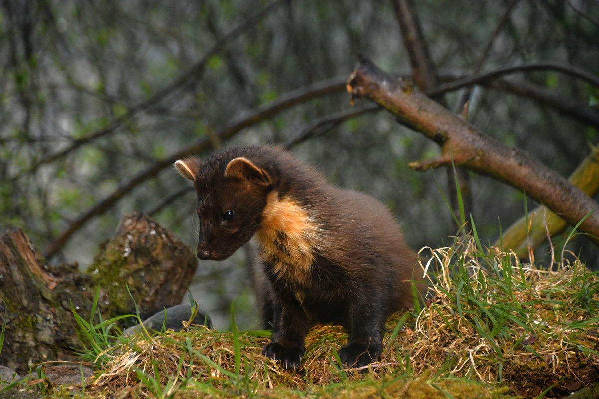 Field Studies Council tweet media