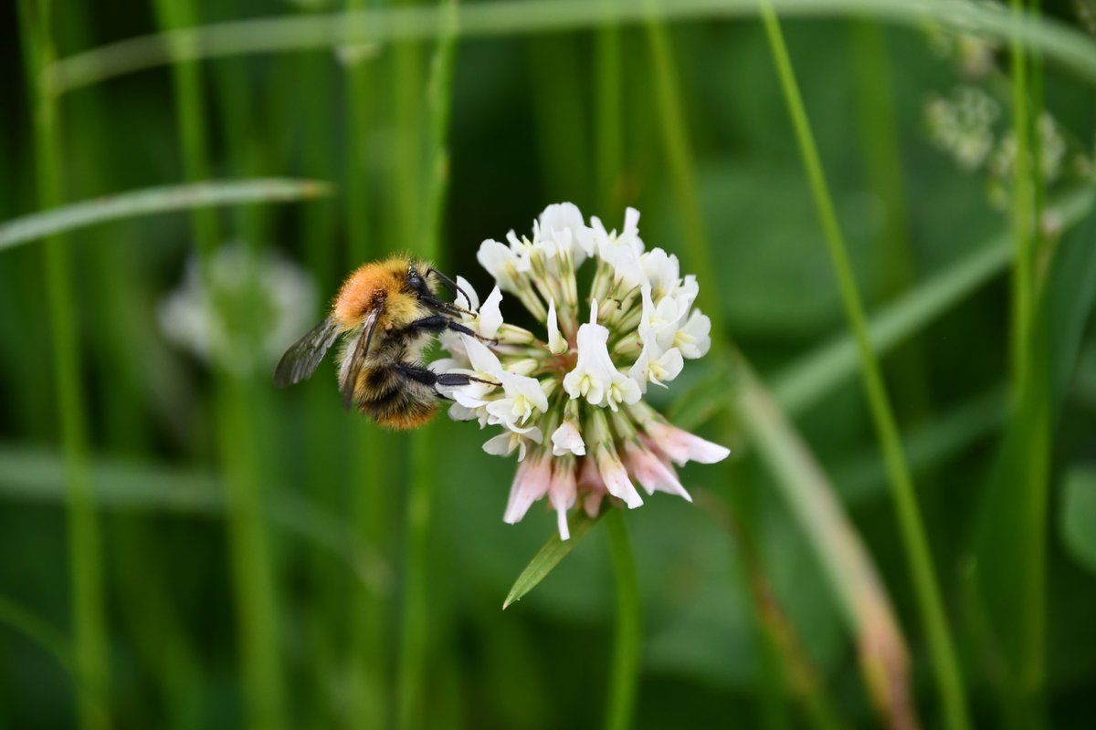 Field Studies Council tweet media