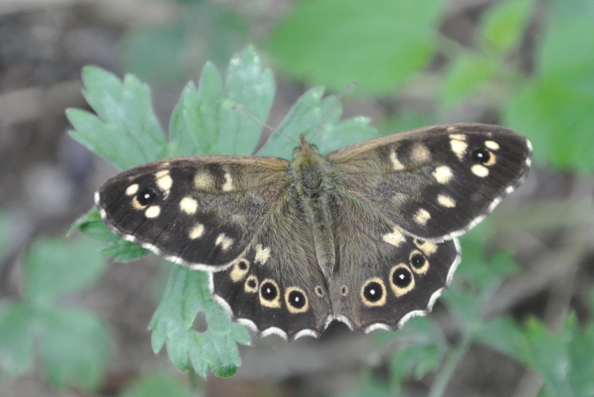 Field Studies Council tweet media