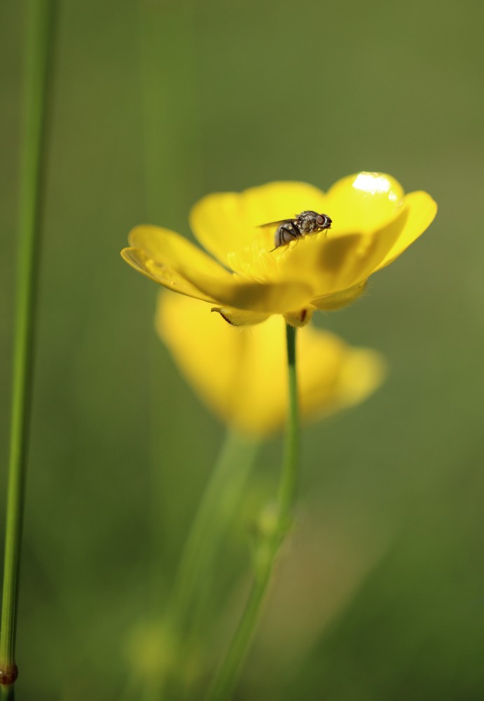 National Plant Monitoring Scheme tweet media