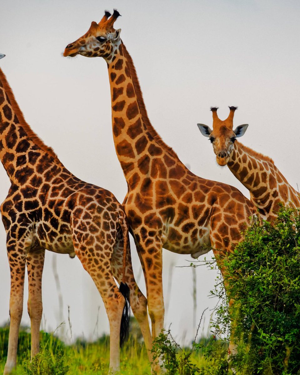 American Humane Society tweet media