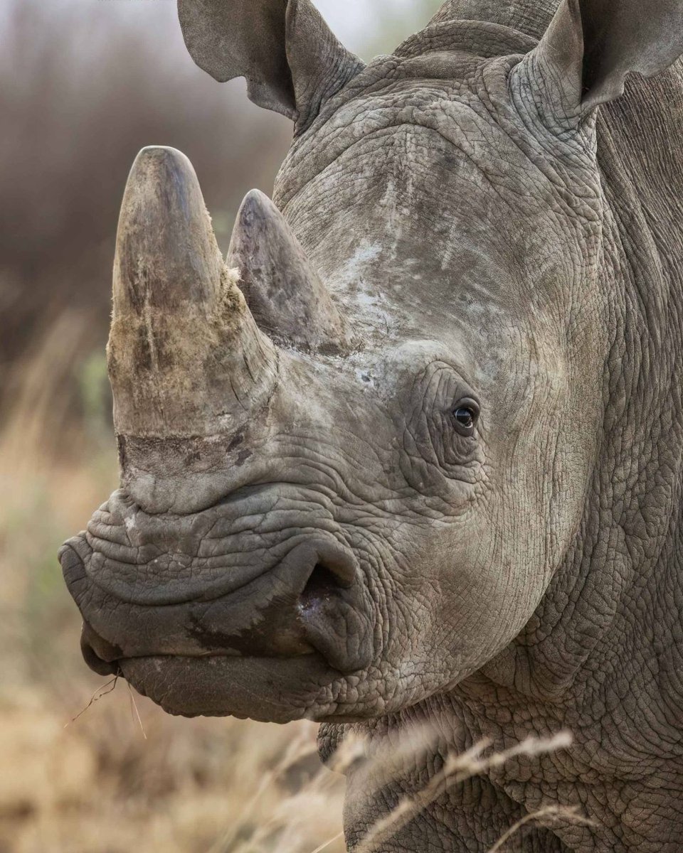 American Humane Society tweet media