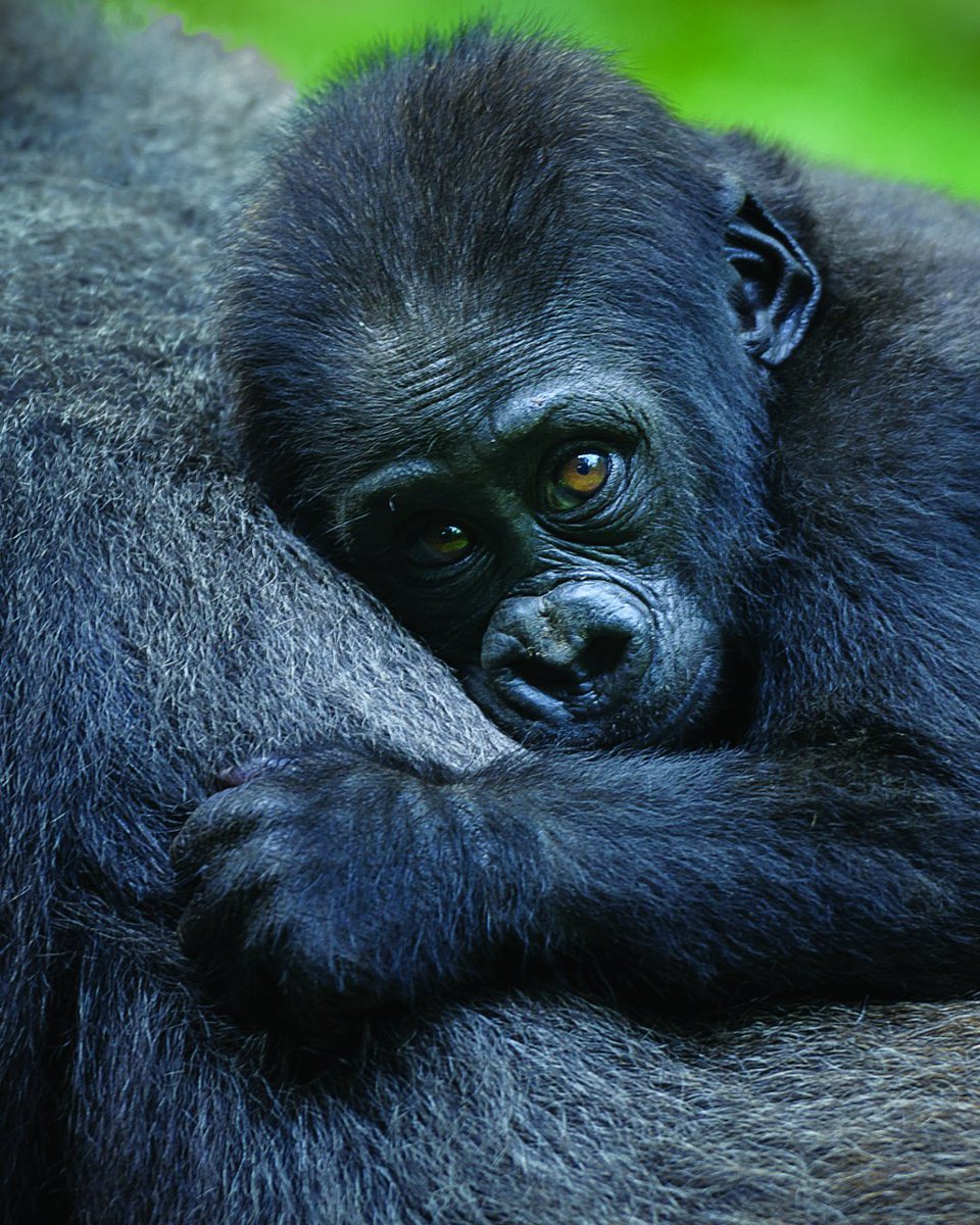 American Humane Society tweet media