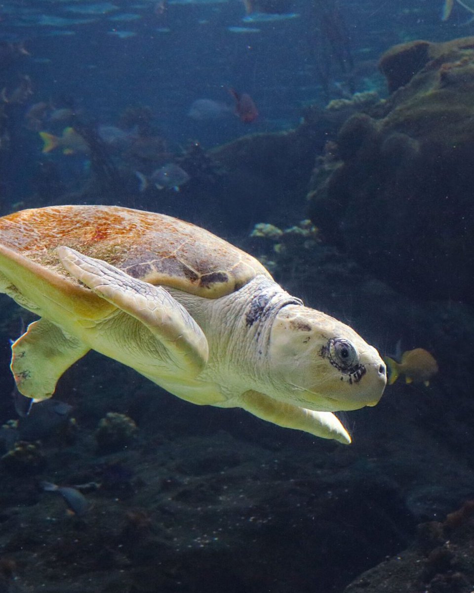 American Humane Society tweet media